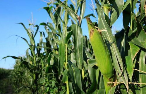 百菌清与多菌灵：两款杀菌剂的较量