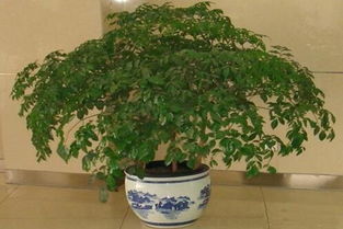 滴水观音：净化空气的神秘力量