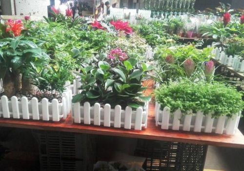 广州花卉种植基地招聘大行动，4500名养护工等你来