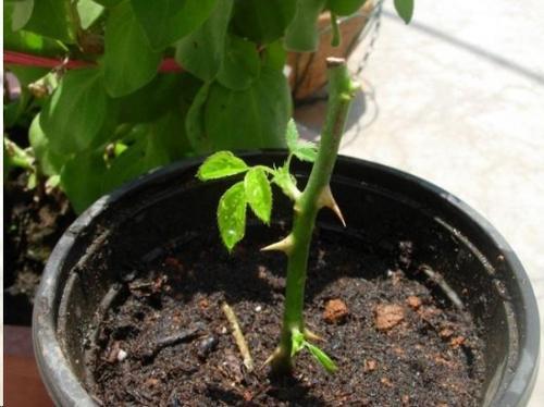 染后 我们要掌握冬天扦插的要点