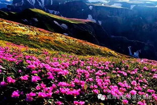 高山花卉的乐园