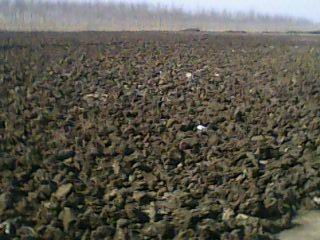 鸡粪有机肥富含氮磷钾，适用于多种农作物