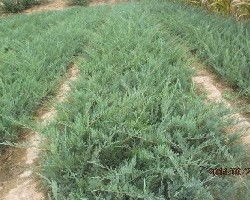 沙地柏直栽还是倒栽，哪种种植方式梗适合爬地柏的生长？