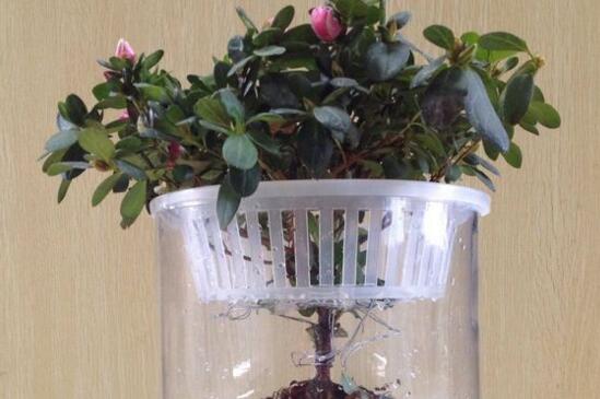 杜鹃花水培是否可行？适合水培养护吗