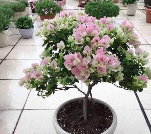 三角梅泡水生根，老花匠教你秘诀