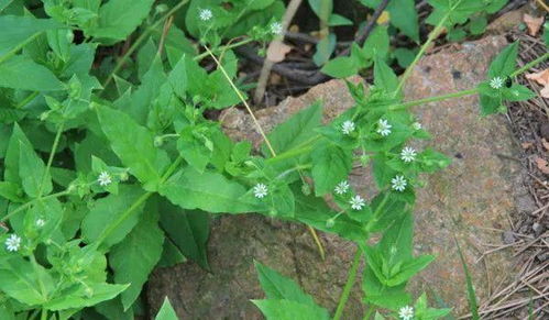 为什么喜欢白花呢？