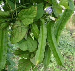 金铃子种植全攻略中，春季种植的最佳时间和方法是什么