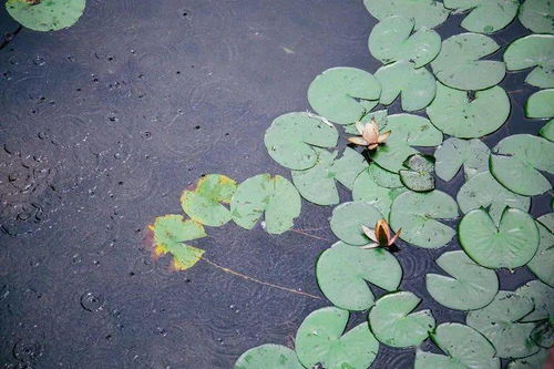 病害处理要果断