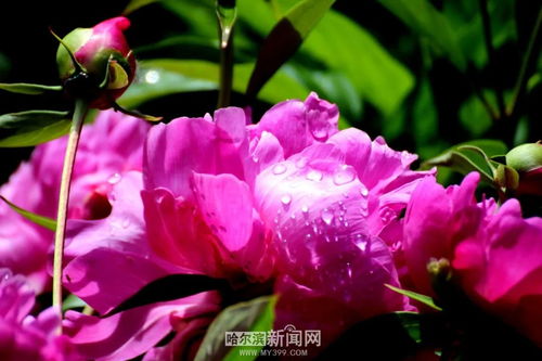 盆栽芍药何时绽放？不同品种花期有何差异