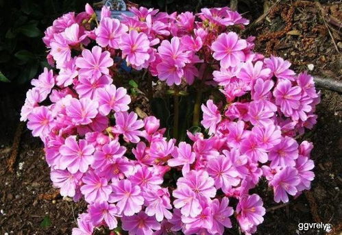 施肥要适量：营养跟得上，花儿才嫩开得艳丽