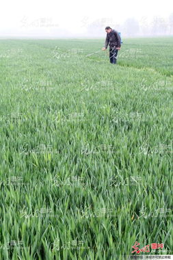麦子干旱，喷农药？先kankan这