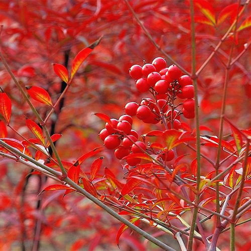 病虫害防治，红果仔的健康守护者