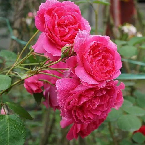 玛格丽特王妃月季：植株小， 花量大