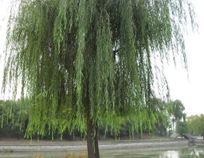 火炬柳种植入门指南