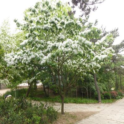 雪松种子如何进行育苗？雪松栽培技术要点有哪些