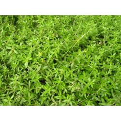 佛甲草，你了解多少？