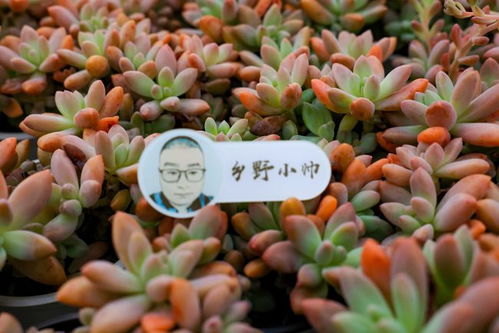 “冬季养护肉肉，如何让它们安全过冬