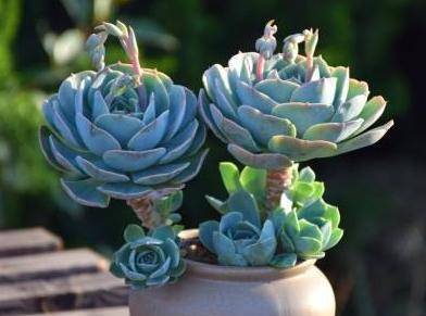 玉蝶的养护之道