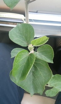 盐碱地种什么好？这些植物在盐碱地也能长得好