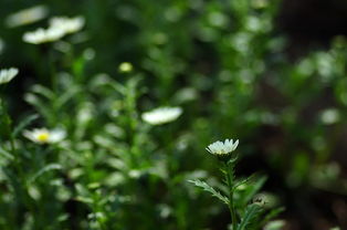 第五类阳台党福音：结缕草