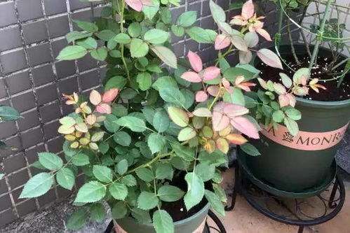 栽种位置要选好