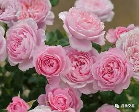 分享三个月季品种， 颜值高，株型矮，阳台党必入！