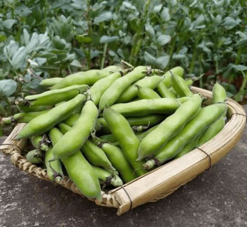蚕豆耕作要点：了解蚕豆生长习性