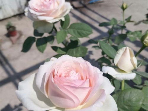 雷月季的光线， 美得让人陶醉