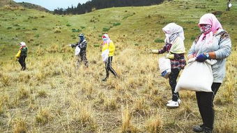 四季常青的草坪草