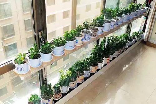 紫锥花（黑心菊）：美艳的花朵