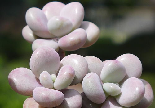 多菌灵兑水， 你得知道这些