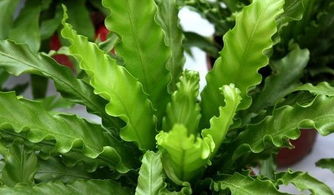 耧抖菜，是不是多年生植物呢？