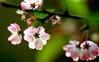 接下来 修剪枯枝