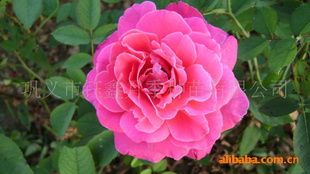 红帽月季， 价格参考