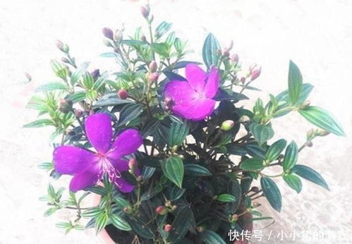 吊兰的花开，美得不像话