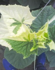 苯醚甲环唑烧叶真相大揭秘！