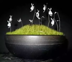 独具特色的美丽风景——水葫芦