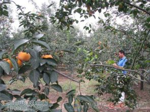 白塔村苗木基地