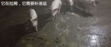 仔猪腹泻死亡，补液疗法是救星，真凶究竟是什么？
