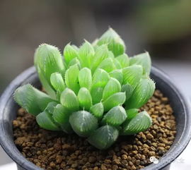 草玉露开花处理