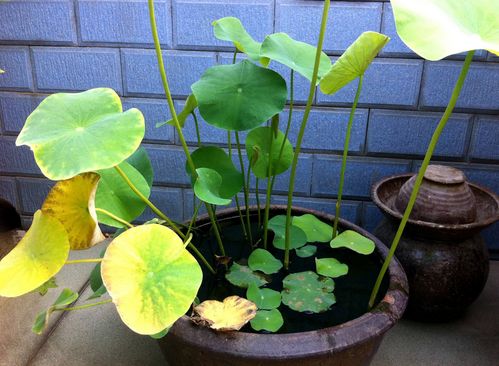 夏日炎炎，花草依旧美丽