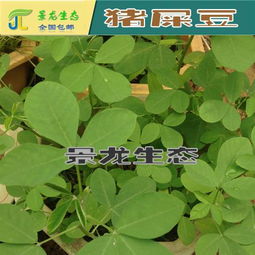 发芽时间，多种因素影响