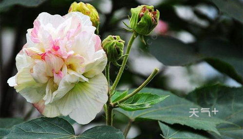 金花茶的黄金闪耀