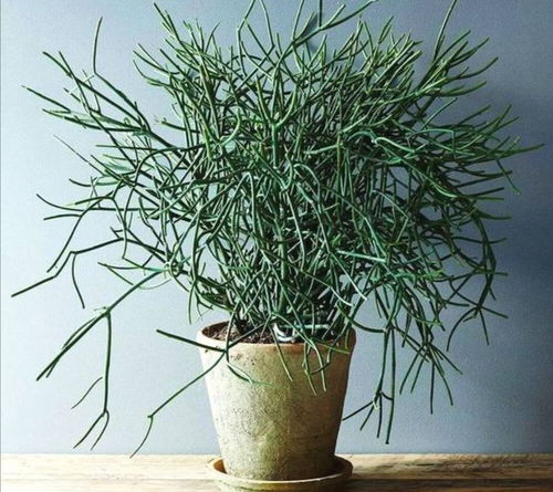 四、 紫苏：色彩斑斓，驱蚊小嫩手