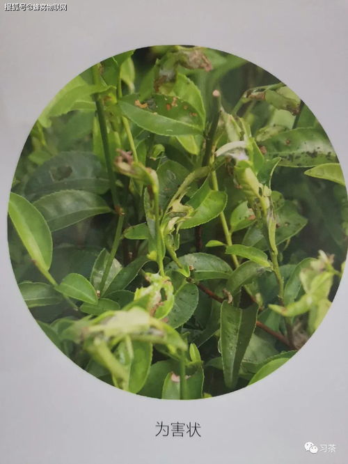 茶园病害频发， 用生物农药杀菌剂省下3万用药成本