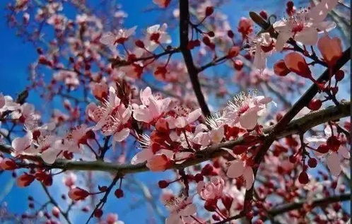 土壤：松软肥沃是关键