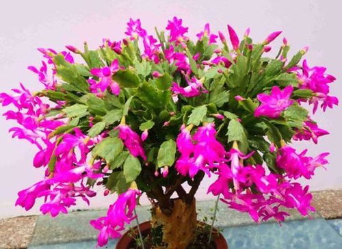 彼岸花的种植时间