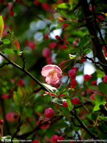 睡莲：清晨的水中明星