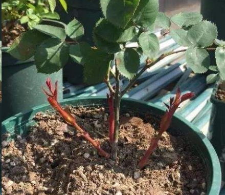 新长的笋芽， 剪还是不剪