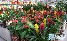特色花卉市场推荐